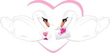 Pair Of White Swans With Festive Cards In Beaks Royalty Free Stock Photo
