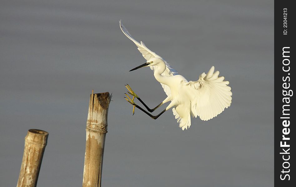 Egret bird action morning day