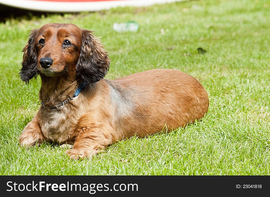 an alert sausage dog on grass
