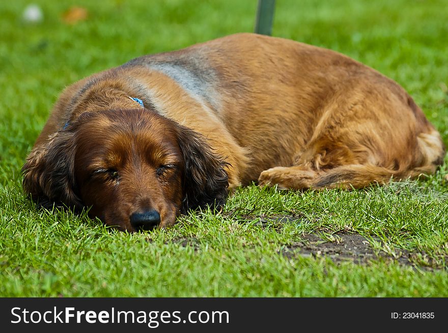 A sleeping sausage dog