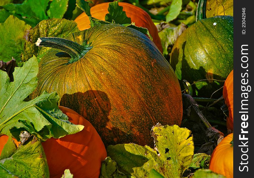 Growimg pumpkins in pumpkin patch