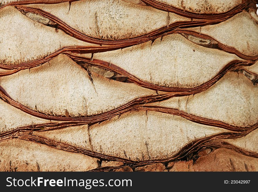 Palm tree core texture, close up