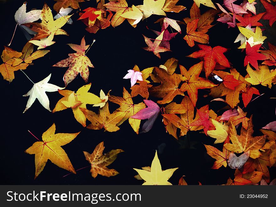 Colorful autumn leaves in the dark water. Colorful autumn leaves in the dark water.