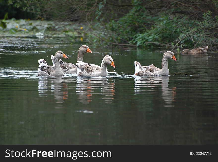 Group of geese floats in river