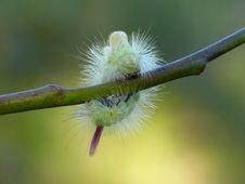 Caterpillar Royalty Free Stock Image Caterpillar Royalty Free Stock Image