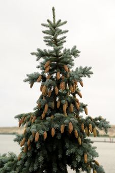 Silver Fir With Cones Stock Photo Silver Fir With Cones Stock Photo