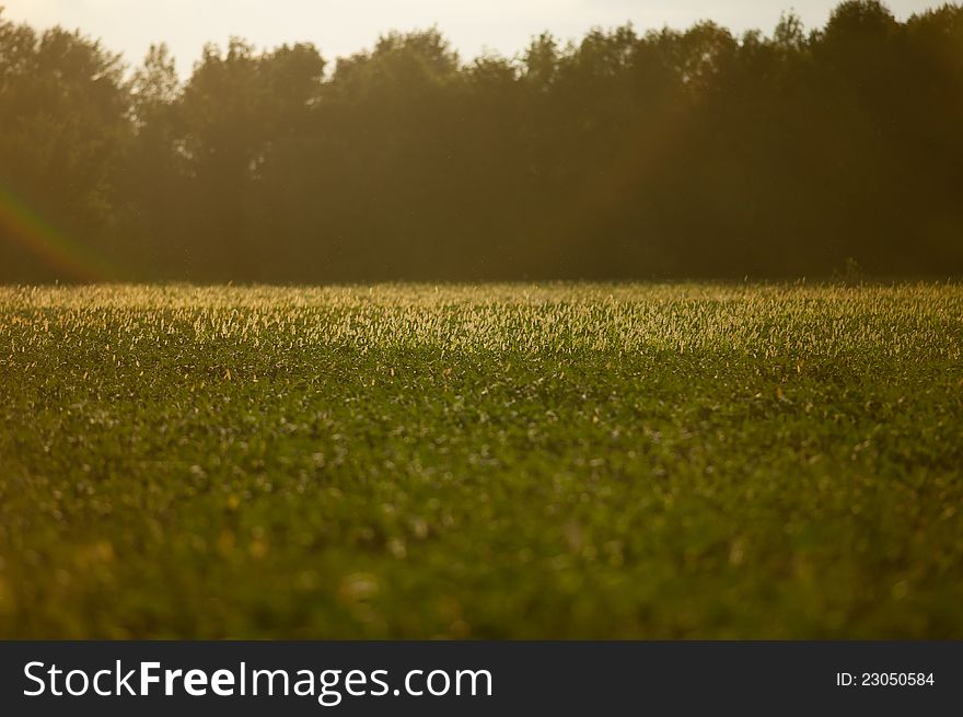 Meadow of luminescent flora at sunset. Meadow of luminescent flora at sunset