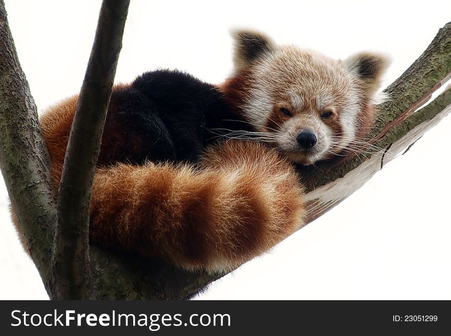 Red panda resting on a tree branch, with white background. Red panda resting on a tree branch, with white background.