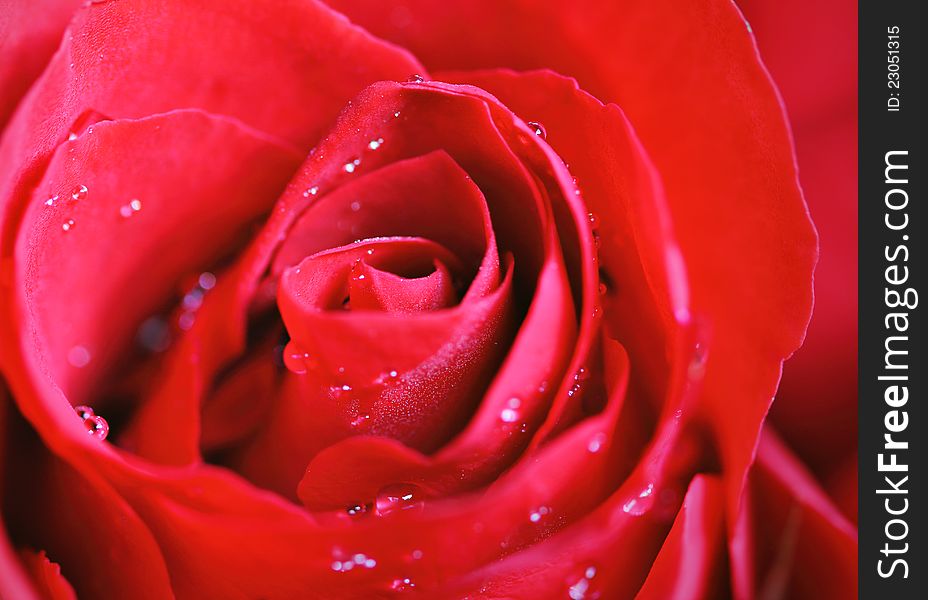 Red rose with water drop close up