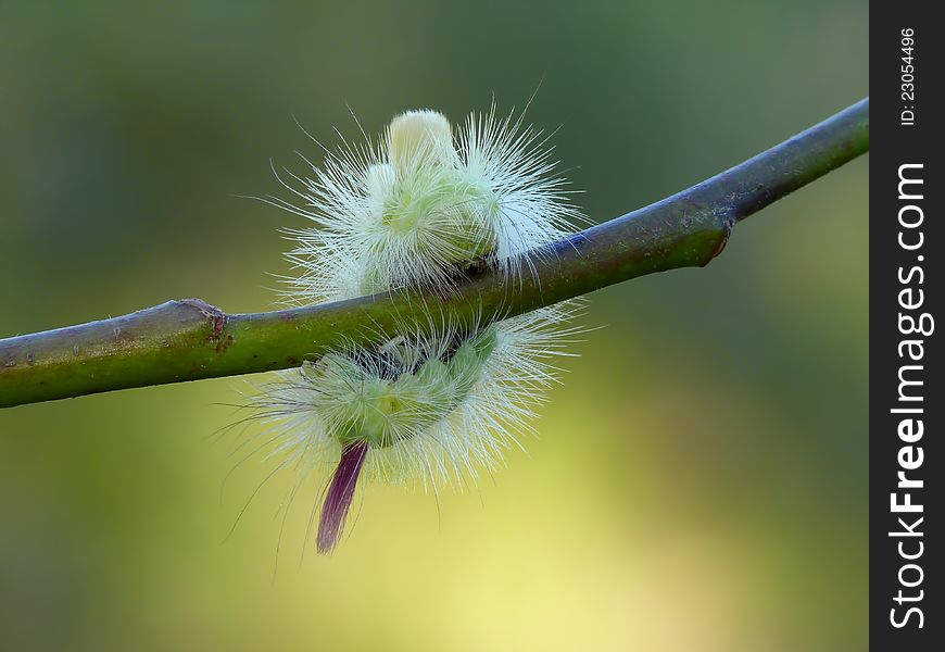 Caterpillar of moth Pale Tussock on twig.