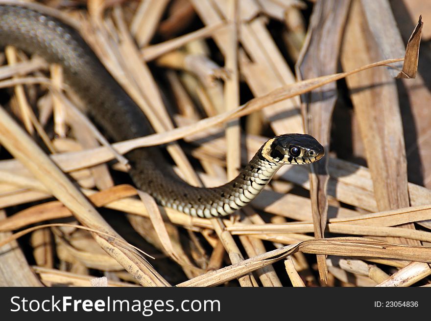 Snake in the reeds on the hunt. Snake in the reeds on the hunt