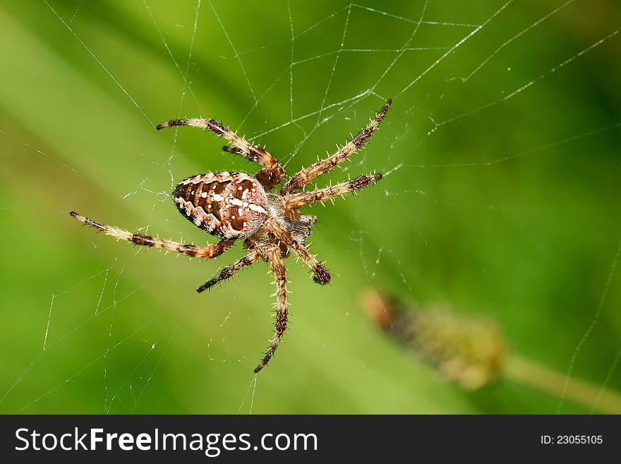 Spider in the network on a green background. Spider in the network on a green background