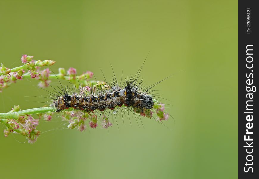 Caterpillar of moth Acronicta rumici on a grass.