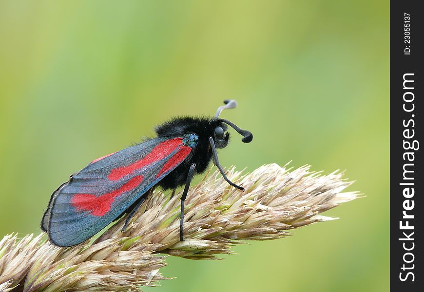 Hairy beutiful moth sitting on a bent. In profile.