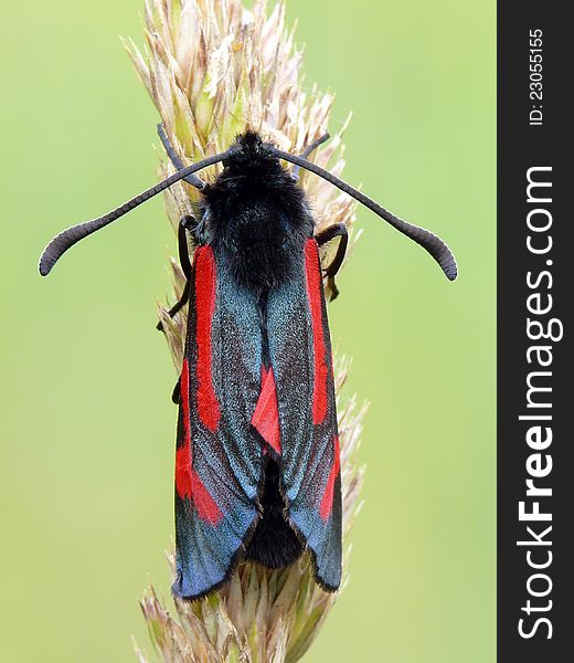 Hairy beutiful moth sitting on a bent. From top.