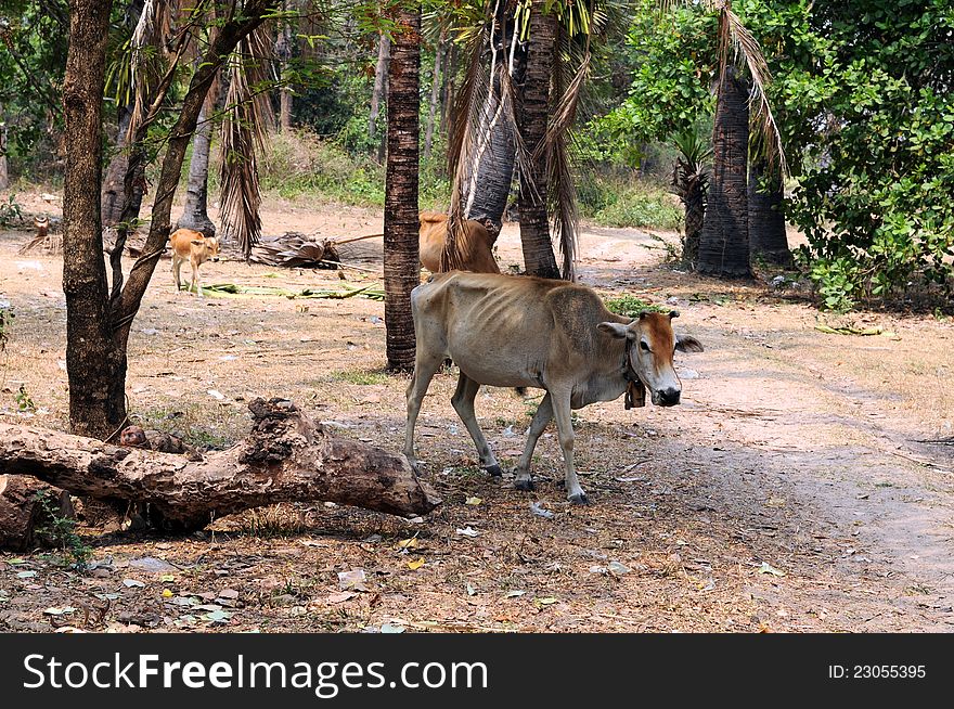 Starving brown cow with bell, Cambodia