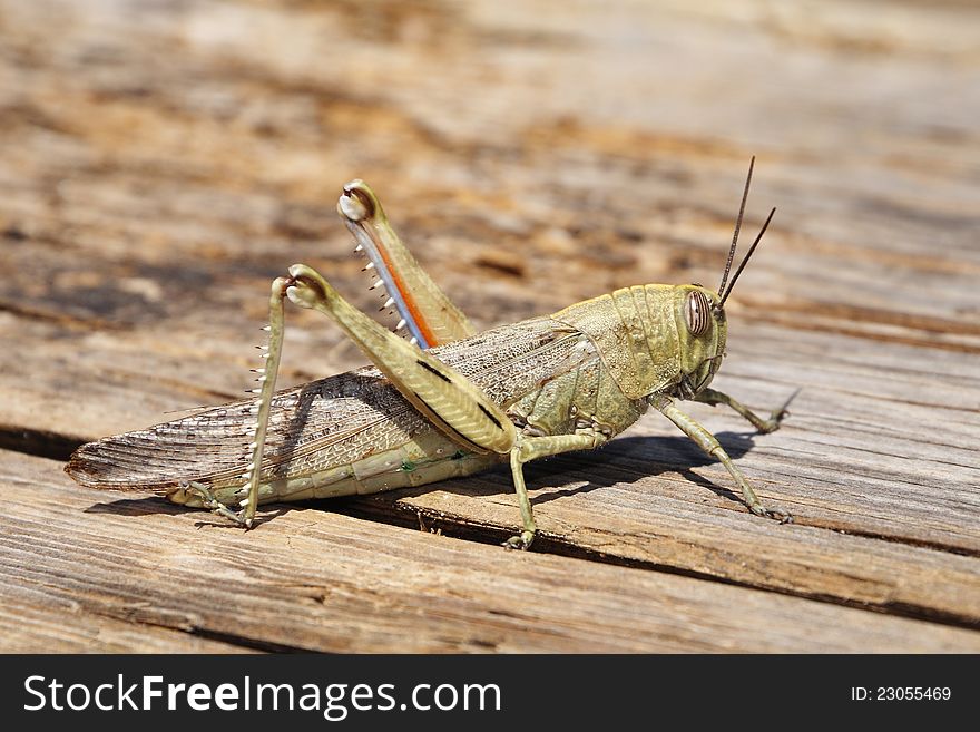 Large grasshopper sitting on the ground
