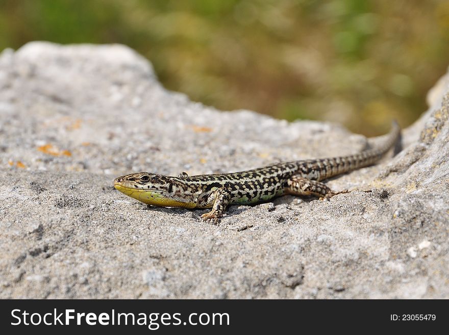 The curious genus Podarcis lizard on a rock. The curious genus Podarcis lizard on a rock