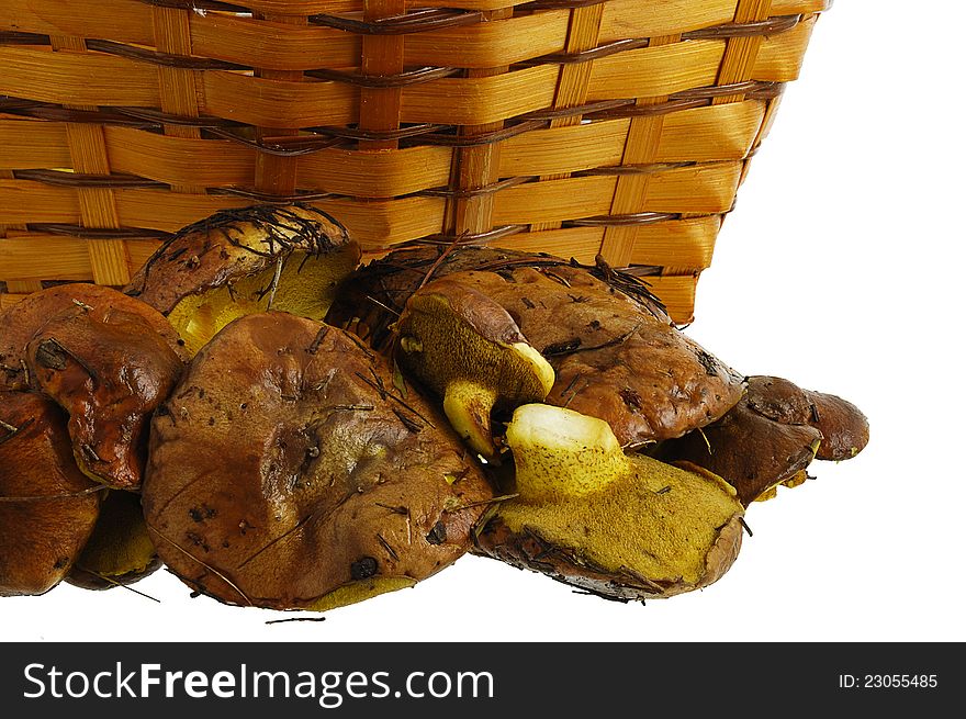 Freshly Collected Wild Mushrooms And Basket