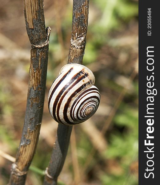 Banded snail sitting on a twig. Banded snail sitting on a twig
