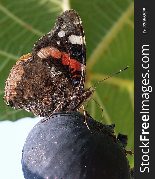 Butterfly sitting on a fetus fig tree. Butterfly sitting on a fetus fig tree