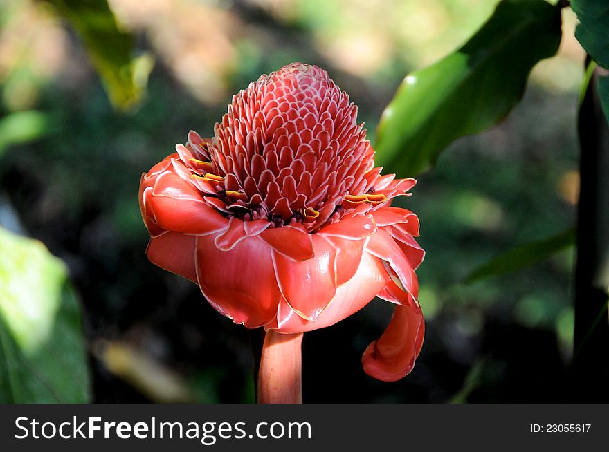 Red torch ginger flower blossom in tropical forest, Mexico. Red torch ginger flower blossom in tropical forest, Mexico