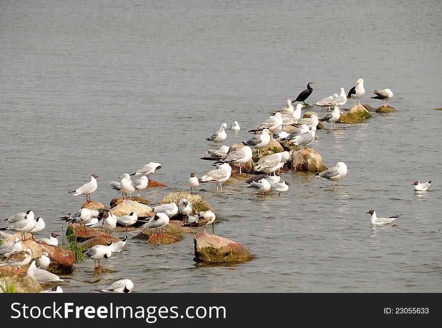 Seagulls on rocks in the water