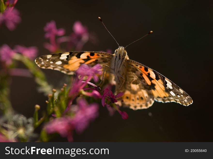 A butterfly sits on a backlit flower. A butterfly sits on a backlit flower