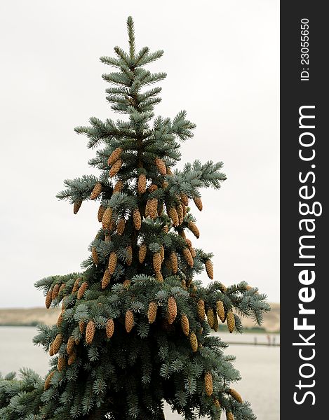 Silver fir with cones on the branches and Nida sand dunes in background, Lithuania