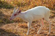 Common Barking Deer Or Common Muntjac Stock Image Common Barking Deer Or Common Muntjac Stock Image