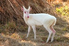 Common Barking Deer Or Common Muntjac Royalty Free Stock Photos Common Barking Deer Or Common Muntjac Royalty Free Stock Photos