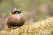 Two Snails Royalty Free Stock Images