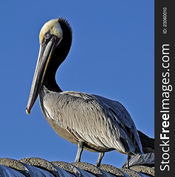 A California Brown Pelican (Pelecanus occidentalis) against a clear Blue Sky.