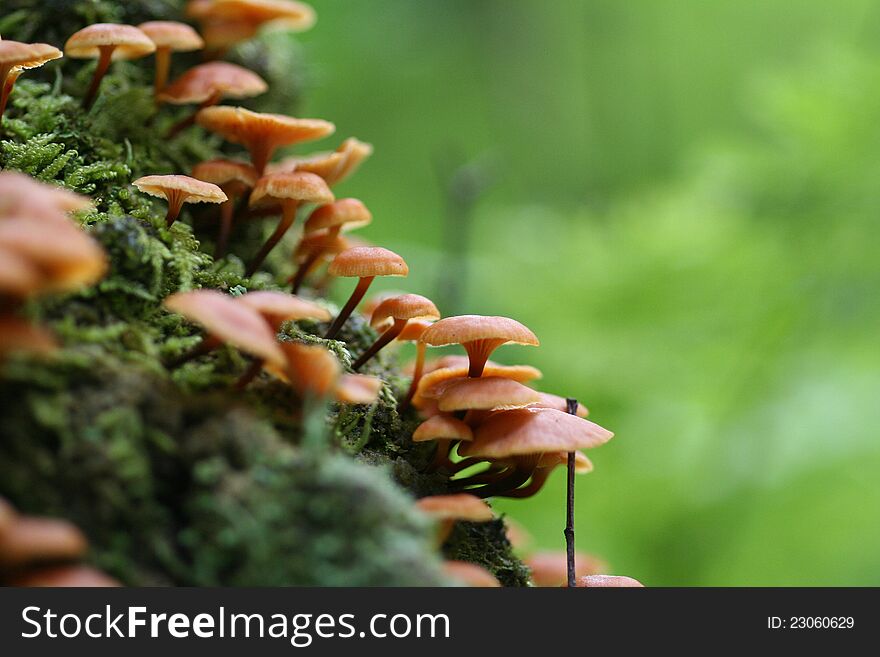 Group of Mushrooms growing in the forest