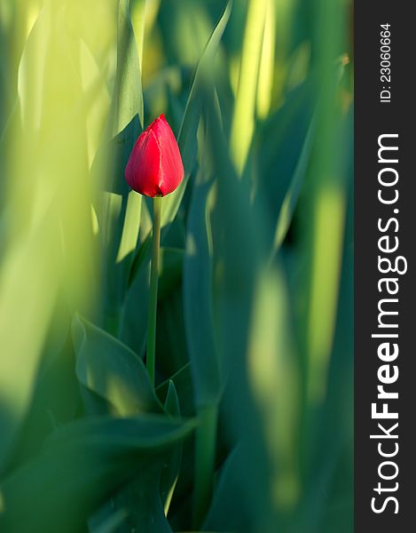One red tulip flower, surrounded by green leaves