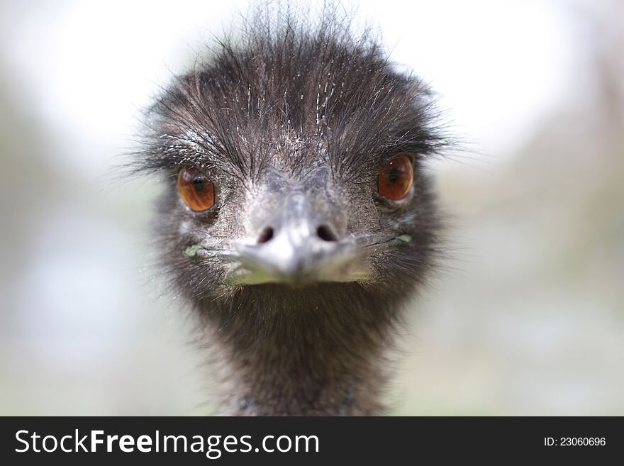 Emu wonders its reflection on the camera lens