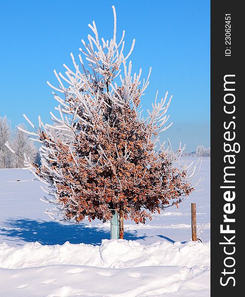 Little oak tree cover with white frost