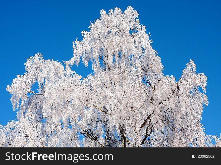 Birch tree covered with white frost. Birch tree covered with white frost