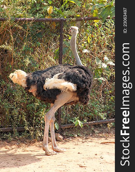 An ostrich is standing in a cage of Khao Saun Kwang Zoo, Khon Khan, Thailand.