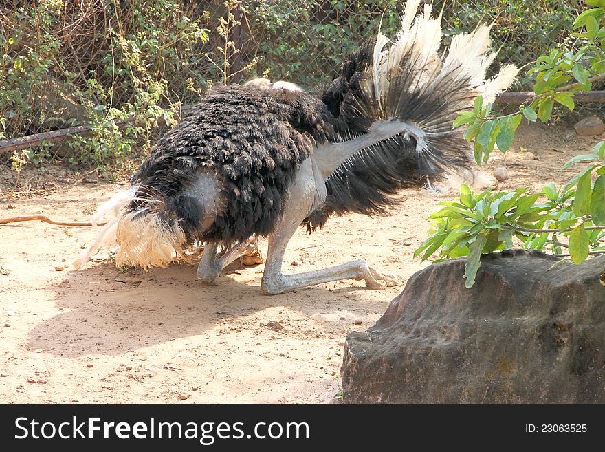 An ostrich is sitting in a cage of Khao Saun Kwang Zoo, Khon Khan, Thailand.