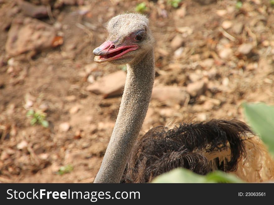 An ostrich is standing in a cage of Khao Saun Kwang Zoo, Khon Khan, Thailand.