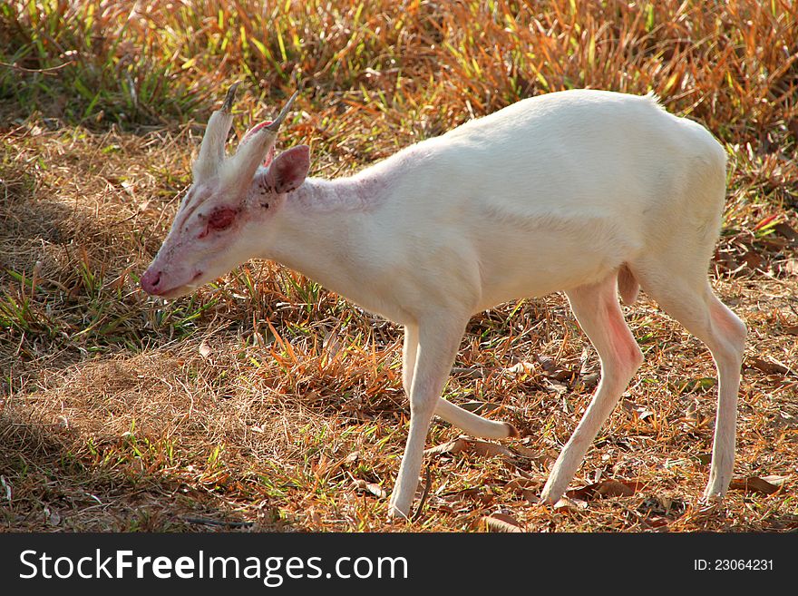 White Common Barking Deer or Common Muntjac in Khao Suan Kwang Zoo, Khon Khan, Thailand.