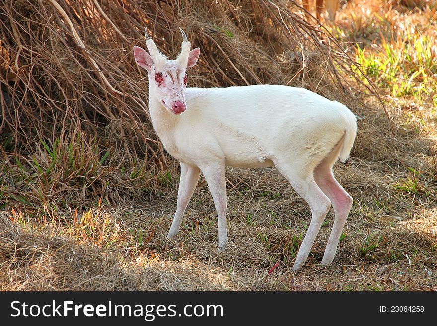 White Common Barking Deer or Common Muntjac in Khao Suan Kwang Zoo, Khon Khan, Thailand.