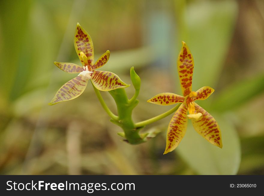 Orchid in botanic garden in Thailand