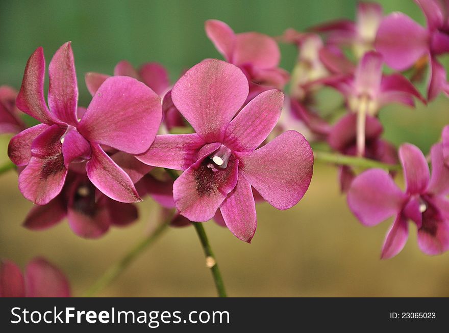 Set of orchids in Thailand