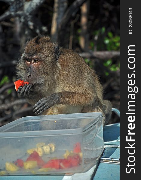 Eating Monkey, Thailand