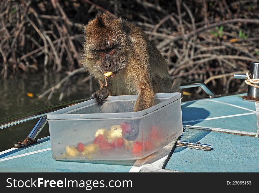 Monkey drooling above the fruit food. Monkey drooling above the fruit food