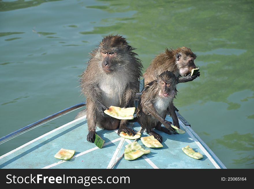 Eating Monkeys, Thailand