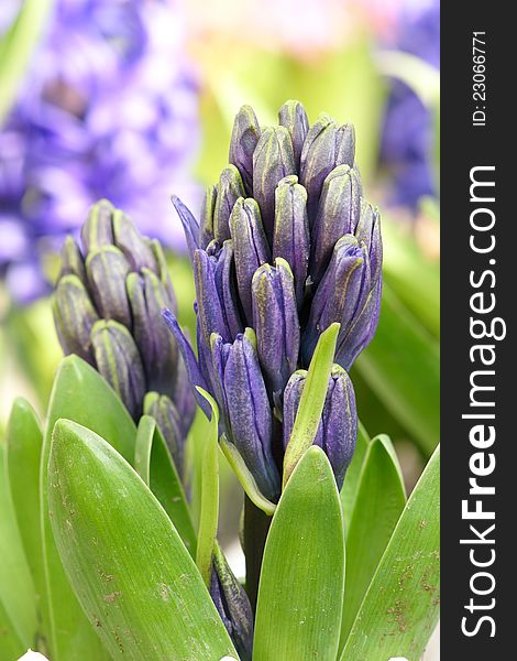 The close-up of hyacinth flower buds.