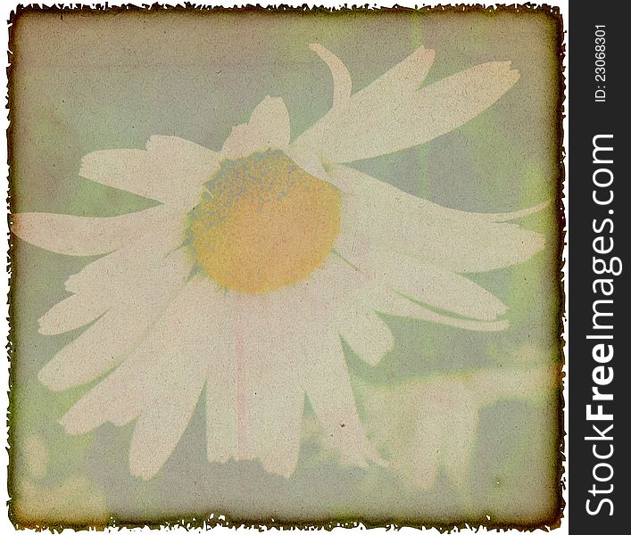 Vintage chamomile flowers background. Texture and color processing.